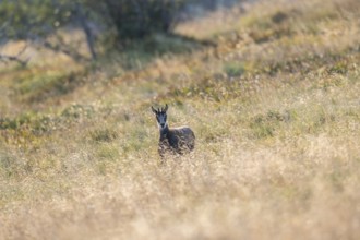 Chamois (Rupicapra rupicapra) youngster on a meadow in the Vosges Mountains, wildlife, France