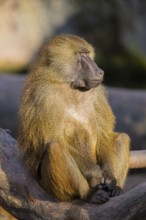 Guinea baboon (Papio papio) sitting on the ground, Bavaria, Germany Europe