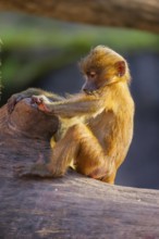 Guinea baboon (Papio papio) youngster sitting on the tree trunk, Bavaria, Germany Europe