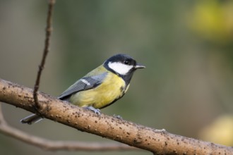 Great tit (Parus major) sitting on a branch in a forest, Bavaria, Germany