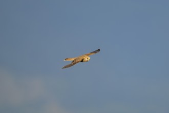 Common kestrel (Falco tinnunculus) flying in the Vosges Mountains, wildlife, France
