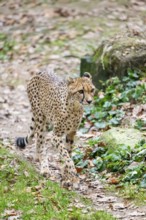 Cheetah (Acinonyx jubatus) walking on the ground in autumn, captive, Germany