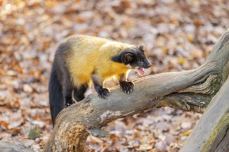 Yellow-throated marten (Martes flavigula) on an old wood, Germany