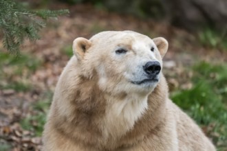 Polar bear (Ursus maritimus), close-up, captive, Germany