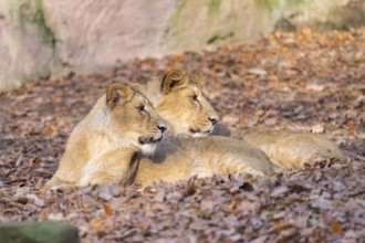 Asiatic lion (Panthera leo persica), lying on the ground, captive, habitat in India