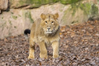 Asiatic lion (Panthera leo persica) in a forest on a sunny day, captive, habitat in India