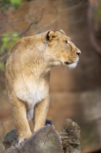 Asiatic lion (Panthera leo persica), female standing on a tree trunk, captive, habitat in India