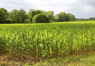 Sweet corn maize crop growing in field, Sutton, Suffolk, England, UK