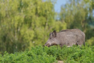 A wild boar (Sus scrofa) stands in a field of wild chamomile (Matricaria chamomilla). Bavaria,