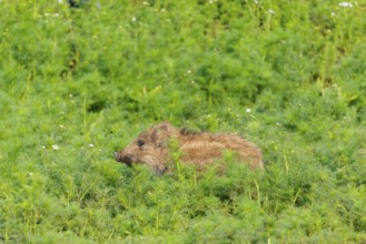 A wild boar piglet (Sus scrofa) stands in a field of wild chamomile (Matricaria chamomilla).