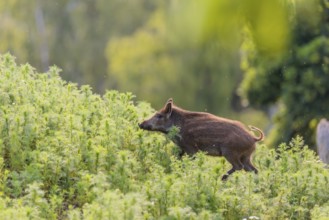 A young wild boar (Sus scrofa) stands in a field of wild chamomile (Matricaria chamomilla).