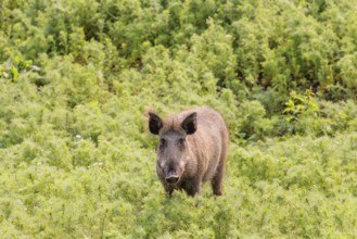 A wild boar (Sus scrofa) stands in a field of wild chamomile (Matricaria chamomilla). Bavaria,
