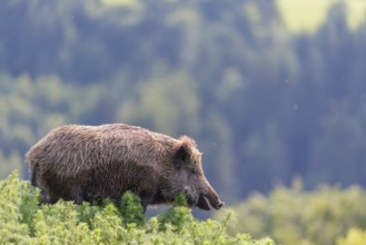 A wild boar (Sus scrofa) runs across a field of wild chamomile (Matricaria chamomilla). Bavaria,