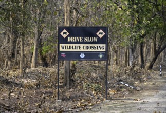 Shield Wildlife Crossing, Corbett National Park, near Ramnagar, Uttarakhand State, India