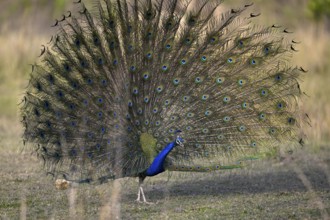 Indian peacock (Pavo scalloped ribbonfish), Corbett National Park, near Ramnagar, Uttarakhand