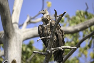 Snow Vulture or Himalayan Vulture (Gyps himalayensis), Corbett National Park, near Ramnagar,