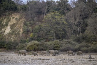 Indian elephants (Elephas maximus indicus), Corbett National Park, near Ramnagar, Uttarakhand