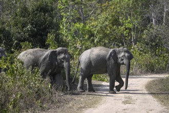 Indian elephants (Elephas maximus indicus), Corbett National Park, near Ramnagar, Uttarakhand