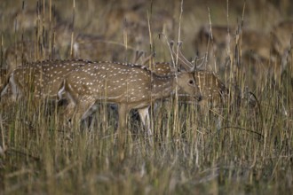 Axis deer or chitals (Axis axis) in tall grass, Corbett National Park, near Ramnagar, Uttarakhand