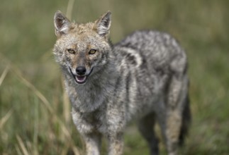 Indian jackal (Canis aureus indicus), Corbett National Park, near Ramnagar, Uttarakhand State,