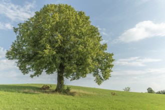 A lone green grows on a lush green hillside looking up at a bright blue sky with white, fluffy