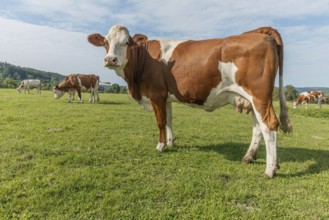 Brown and white cows are grazing calmly on a lush green pasture under a clear blue sky. The