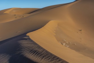 Golden sand dunes rise dramatically against a clear blue sky at sunset. The shadows emphasise the