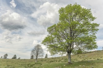 A tranquil landscape with vibrant green trees against a background of clouds. The scene captures