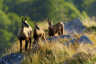 Three chamois standing on a sunny meadow with rocks in the background, chamois, chamois, (Rupicapra