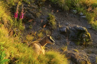 A chamois lies near rocks and flowers, illuminated by the evening light, chamois, chamois,