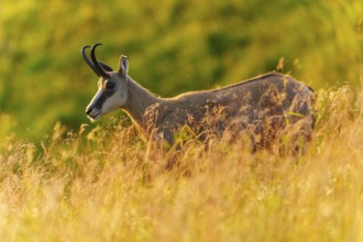 A chamois resting attentively on a sunny meadow, chamois, chamois, (Rupicapra rupicaprae),