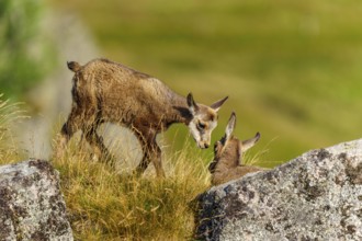 Young chamois approaching a lying chamois on a rock, chamois, chamois, (Rupicapra rupicaprae),