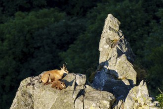 Two chamois resting on a rock with dark forest in the background, chamois, chamois, (Rupicapra