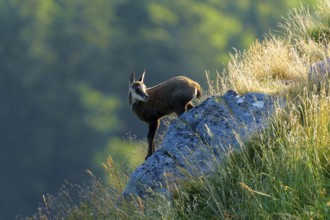 A single chamois stands on a rock in the grassy slope, chamois, chamois, (Rupicapra rupicaprae),