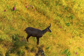A chamois stands on a flowery meadow near a slope, chamois, chamois, (Rupicapra rupicaprae),