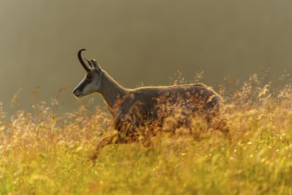 A chamois stands peacefully in the grass, surrounded by gentle sunbeams, chamois, chamois,