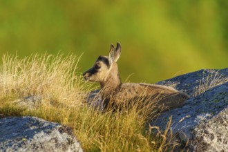 Young chamois lying on a rock in the alpine landscape, chamois, chamois, (Rupicapra rupicaprae),