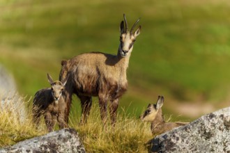 Three chamois on a grassy area, one standing, two lying, chamois, chamois, (Rupicapra rupicaprae),