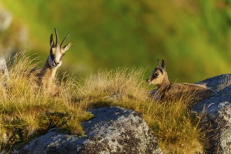 Two chamois resting next to each other on a grassy rock, chamois, chamois, (Rupicapra rupicaprae),