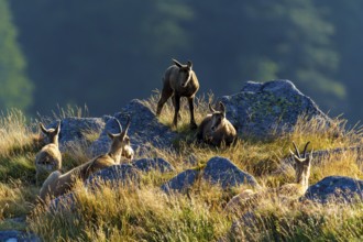 Group of chamois gathered on a rocky mountain meadow, chamois, chamois, (Rupicapra rupicaprae),