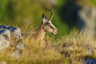 Chamois resting on grass in alpine landscape, chamois, chamois, (Rupicapra rupicaprae), wildlife,