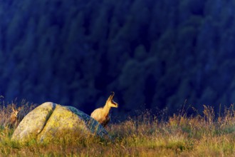 A chamois stands next to a rock in a meadow, surrounded by dark forest, chamois, chamois,