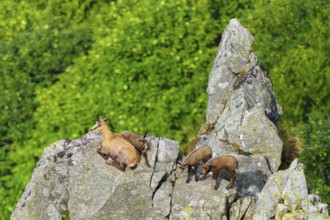 Chamois family resting on a rock with a wide view over green landscape, chamois, chamois,