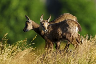 Two young chamois standing on a sunny meadow in front of a green background, chamois, chamois,