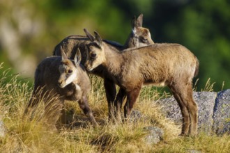 Three young chamois moving in a grassy, rocky environment surrounded by forest greenery, chamois,