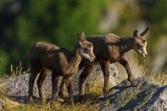 Two young chamois standing close to each other on a rocky ground surrounded by summer grass,