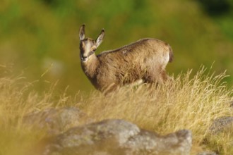 A young chamois stands in a meadow in summer, surrounded by grass and trees, chamois, chamois,