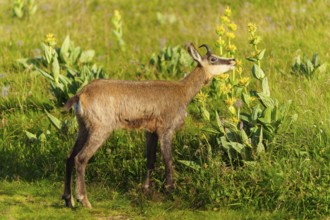 Chamois standing on a summery, flowering meadow. Quiet scene in natural surroundings, chamois,