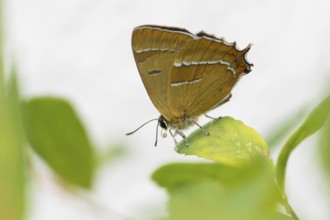 Kidney Spotted Fritillary (Thecla betulae) sitting on a green leaf against a blurred background,