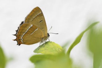 Kidney Spotted Fritillary (Thecla betulae) on green leaf, gentle natural landscape, Hesse, Germany